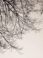 Branches against the sky -BW Poster och Canvastavla