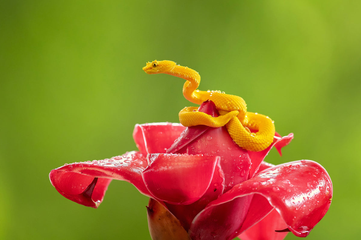 Eyelash Viper Poster och Canvastavla