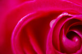 close-up of a rose Poster och Canvastavla