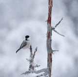 Willow tit Poster och Canvastavla