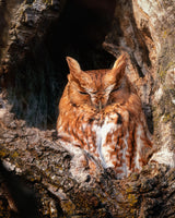 Eastern Screech-Owl Poster och Canvastavla