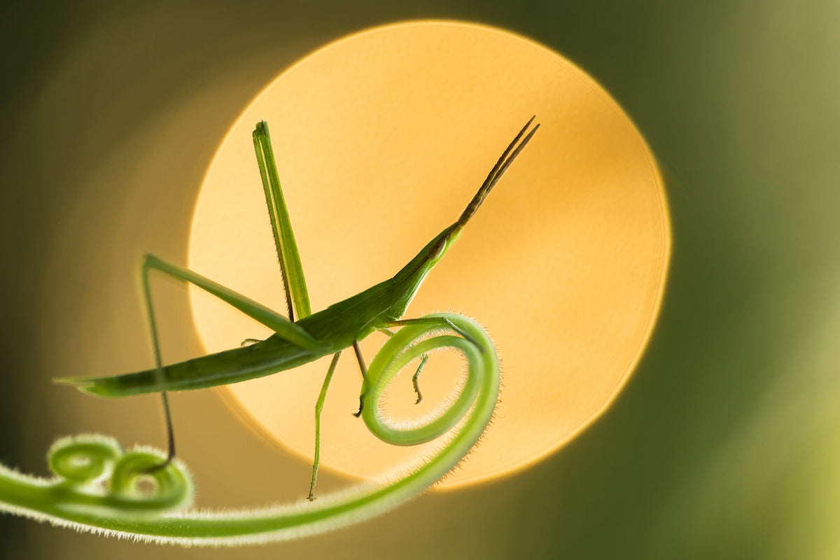 The setting sun Poster och Canvastavla