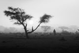 Lost in the fog Poster och Canvastavla