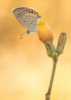 the butterfly Poster och Canvastavla