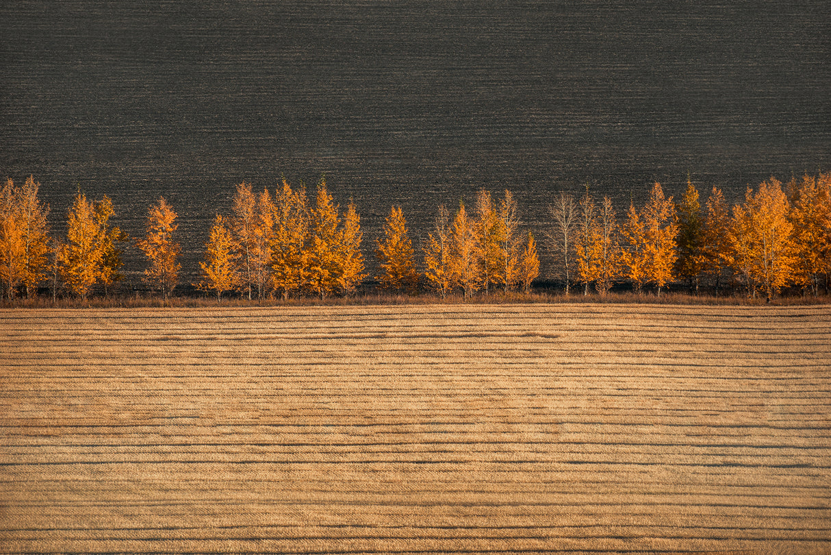 Autumn colors Poster och Canvastavla