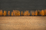 Autumn colors Poster och Canvastavla