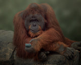 Smartphone Poster och Canvastavla
