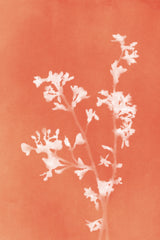 Monograph Orange Flowers Poster och Canvastavla