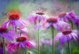Cone Flowers in the morning light Poster och Canvastavla