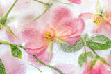 Rosa Poster och Canvastavla