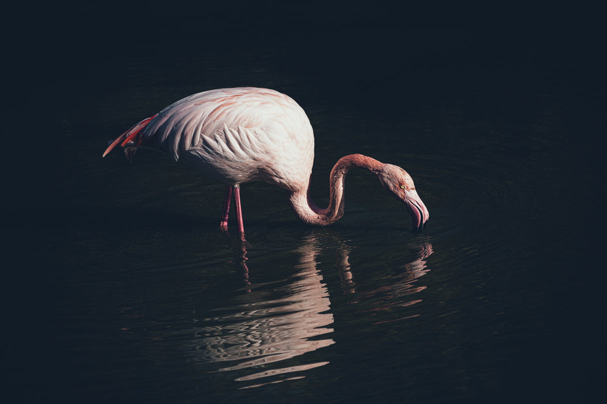 Enlighted flamingo Poster och Canvastavla