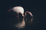 Enlighted flamingo Poster och Canvastavla