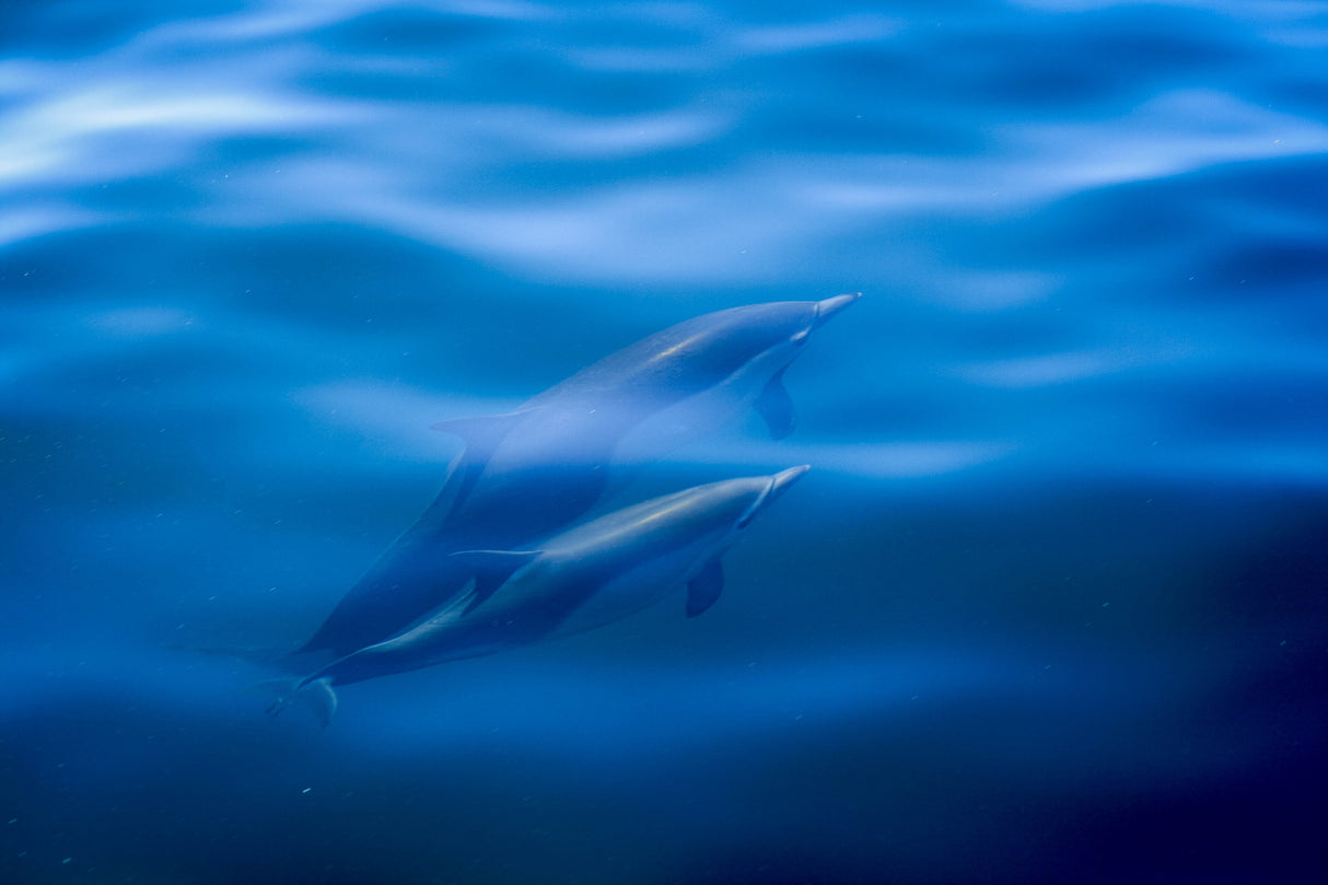 Under Water Poster och Canvastavla