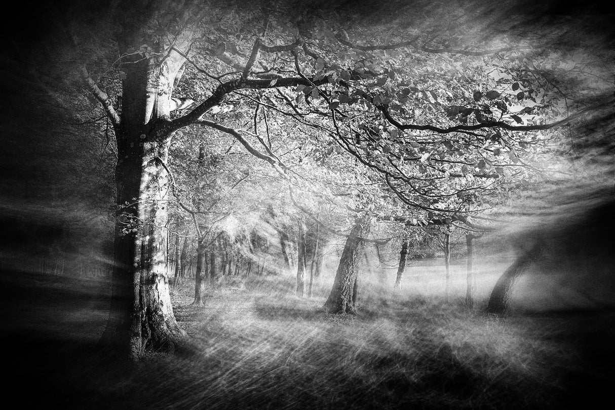 In The Eerie Woods Poster och Canvastavla