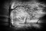 In The Eerie Woods Poster och Canvastavla
