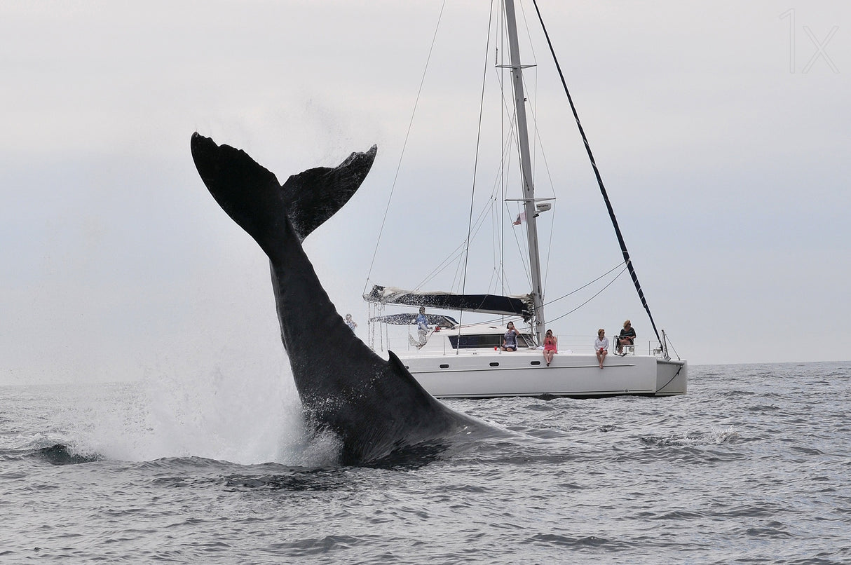 Tale of a whale Poster och Canvastavla