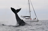 Tale of a whale Poster och Canvastavla