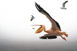 Pelican breakfast Poster och Canvastavla