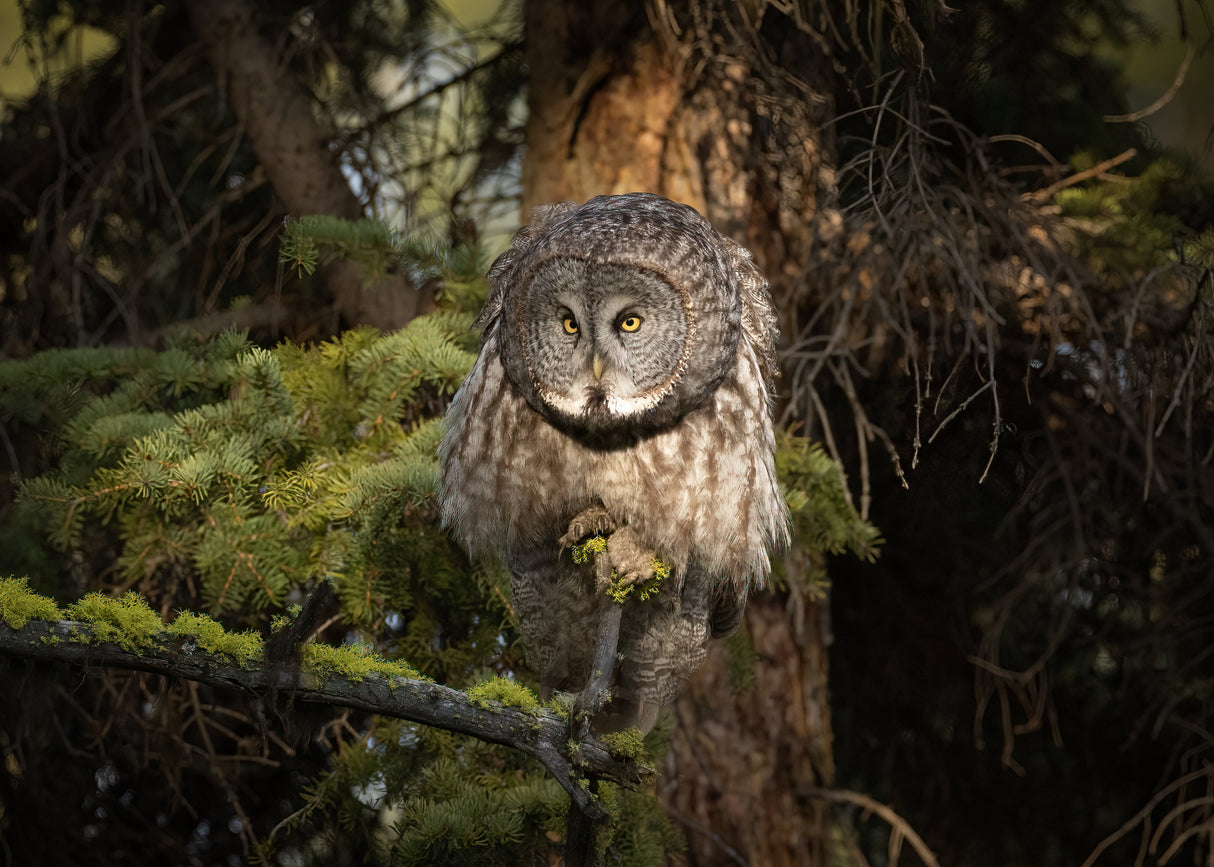 Great Grey Owl Poster och Canvastavla