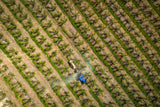 Agriculture from above Poster och Canvastavla