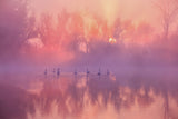Swan Lake Sunrise Poster och Canvastavla