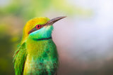 Little Bee-eater Poster och Canvastavla