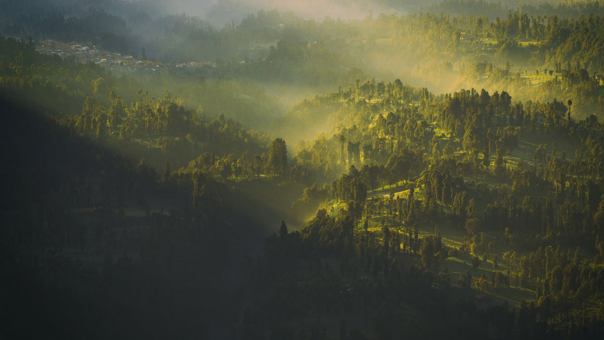 misty morning Poster och Canvastavla