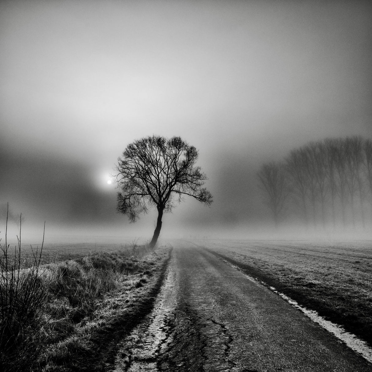 Misty Morning III Poster och Canvastavla