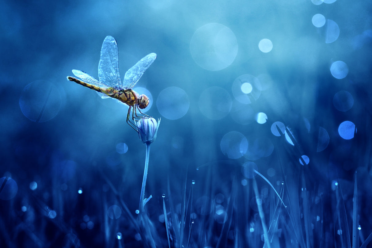 Dragonfly Poster och Canvastavla