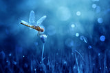 Dragonfly Poster och Canvastavla