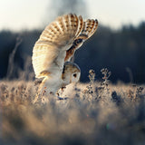 Barn owl at sunrise Poster och Canvastavla