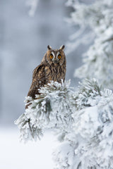 Long-eared owl Poster och Canvastavla