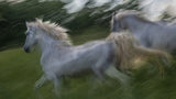 Gallop 3 Poster och Canvastavla