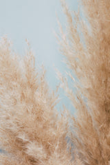 Pampas Close 01 Poster och Canvastavla