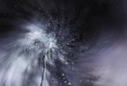 Somnium Poster och Canvastavla