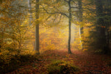 Autumn Trees Poster och Canvastavla