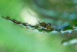 New Born of Insects Poster och Canvastavla