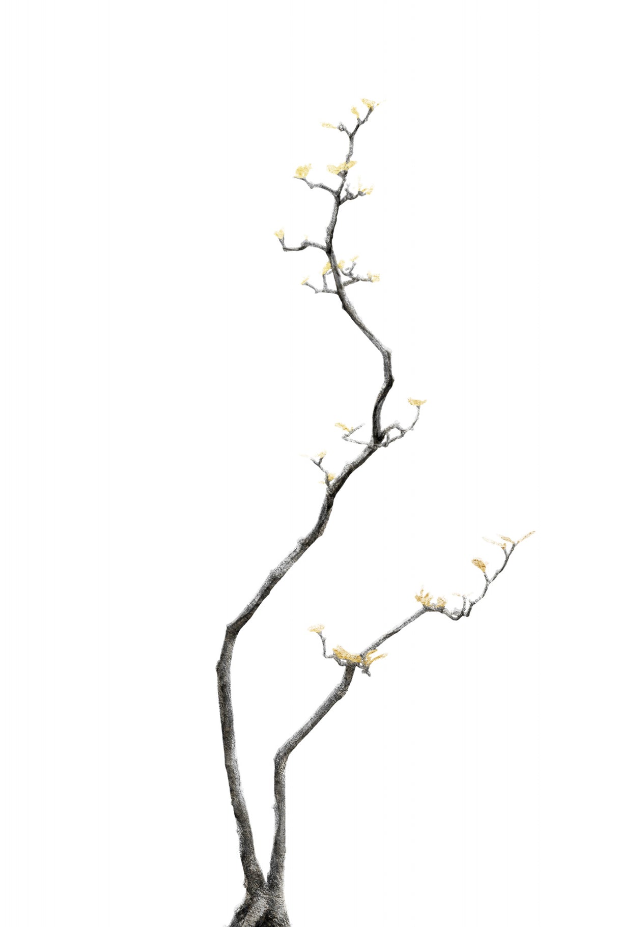 Bonsai Tree 03 Poster och Canvastavla