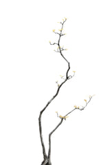 Bonsai Tree 03 Poster och Canvastavla