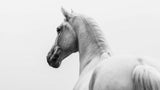 a short story about a shorn horse Poster och Canvastavla