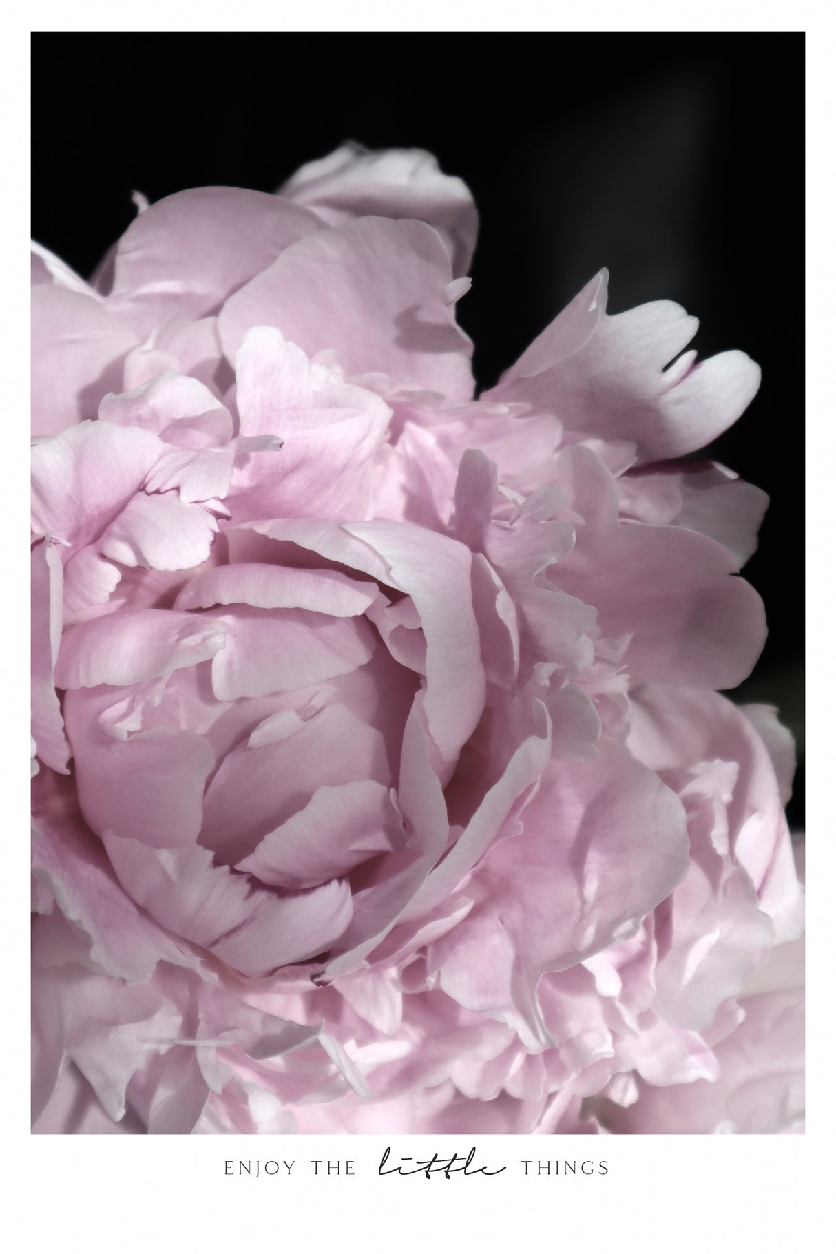 Enjoy the little things peony Poster och Canvastavla