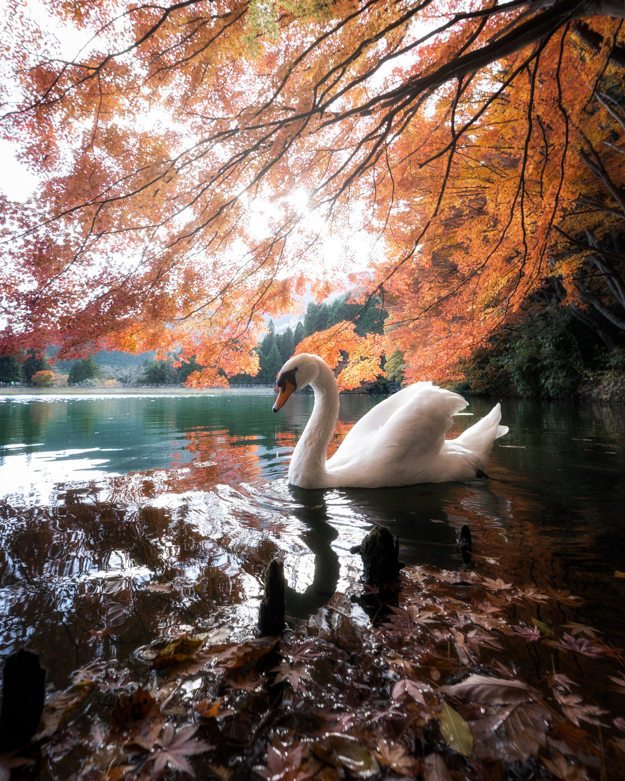 Swan Lake Poster och Canvastavla