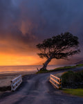A tree and a bridge Poster och Canvastavla