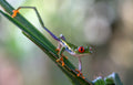Agalychnis Callidryas 3 Poster och Canvastavla
