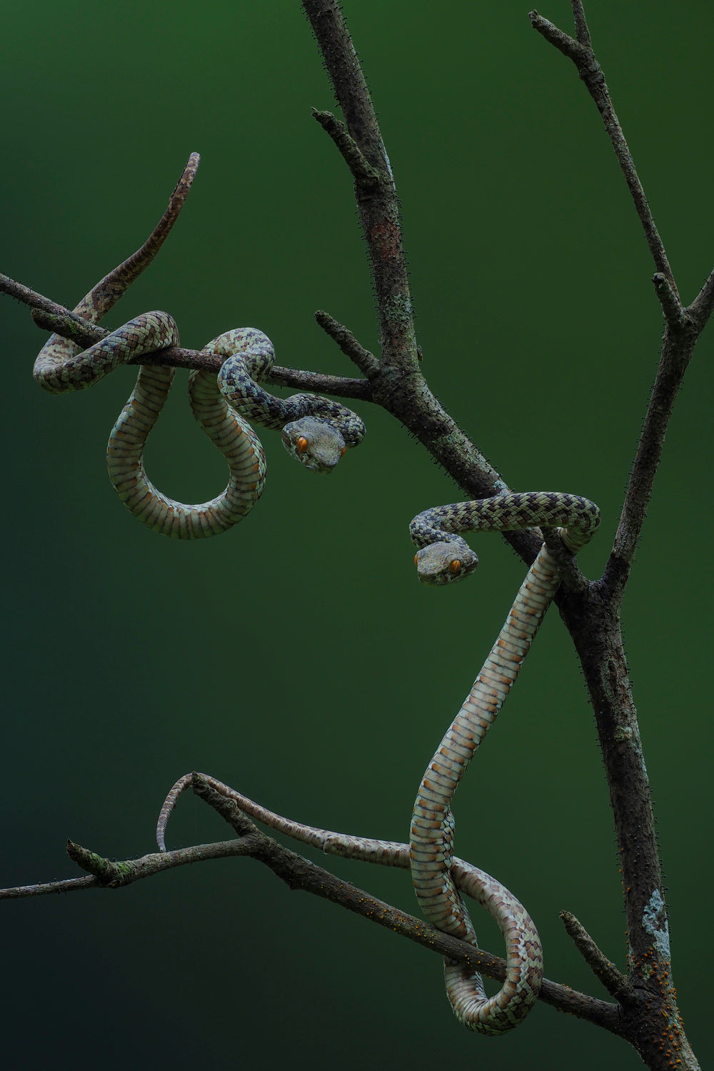 Hon Son Pit Viper Poster och Canvastavla