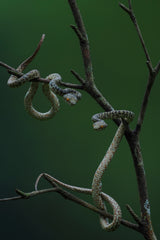 Hon Son Pit Viper Poster och Canvastavla