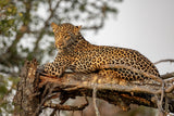Young Leopard Poster och Canvastavla