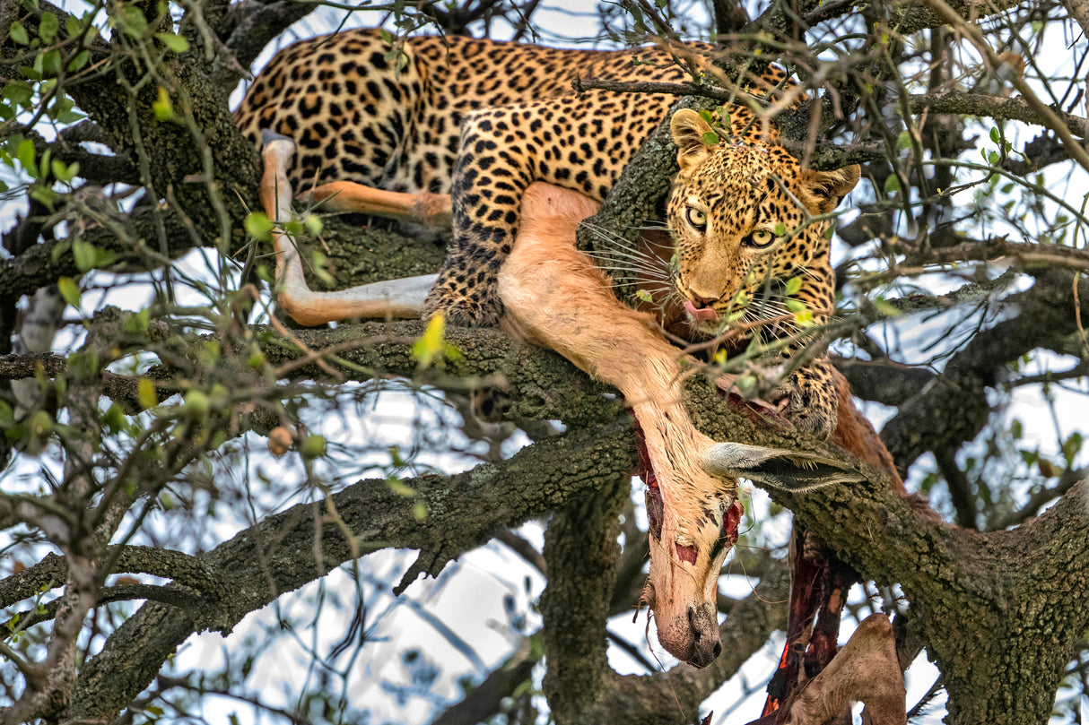 Leopard with prey Poster och Canvastavla