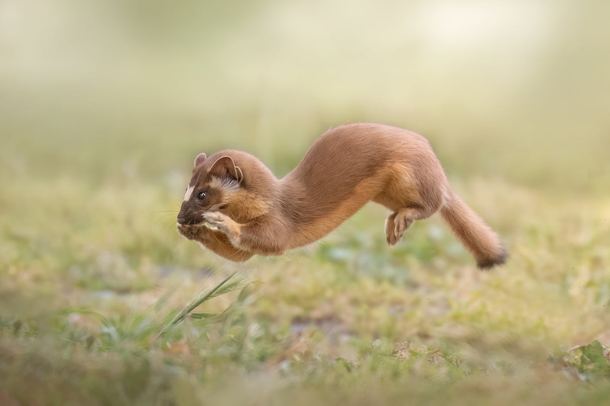 Hopping Poster och Canvastavla