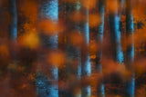 Hidden forest Poster och Canvastavla
